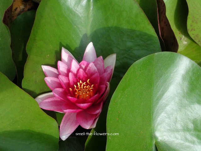 fuchsia water lily