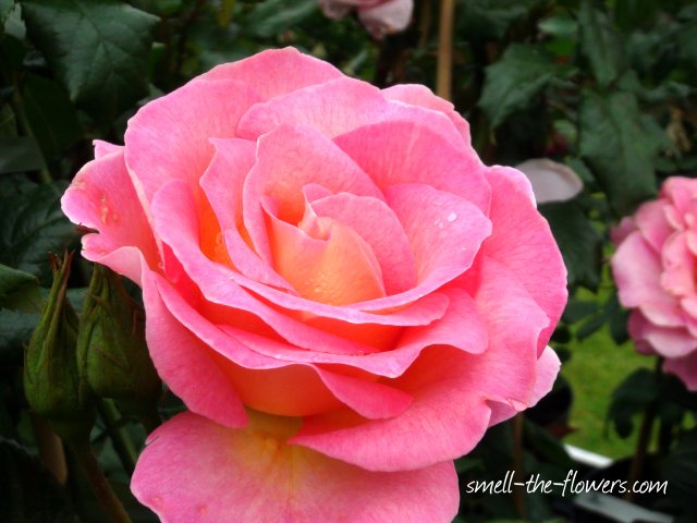 pink paradise rose