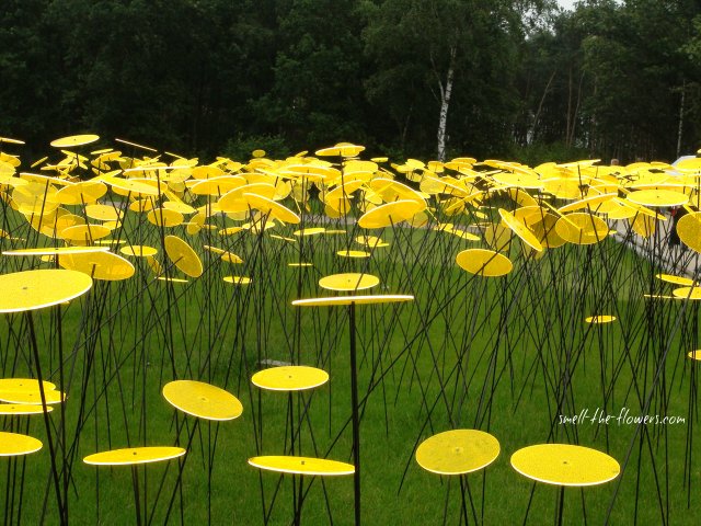 solar flowers display 