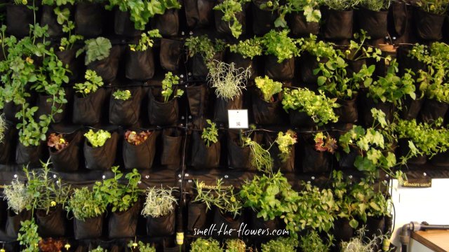 unique herbs display 