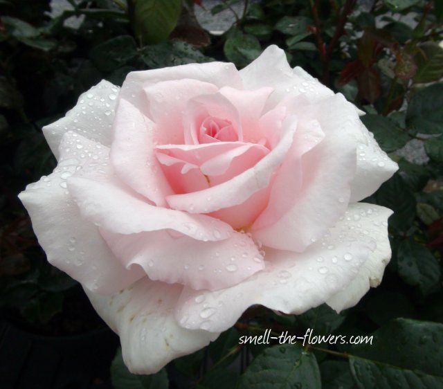 whiter shade of pale rose