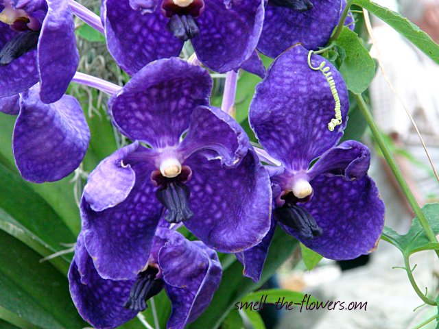 blue orchid flower close up