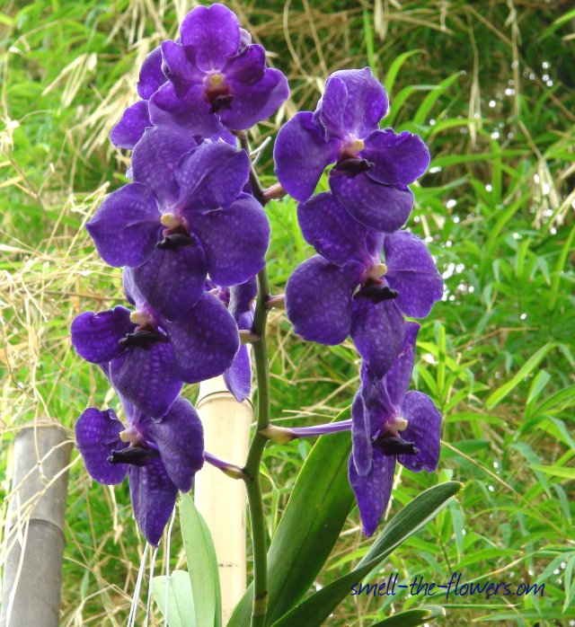 blue orchid flower
