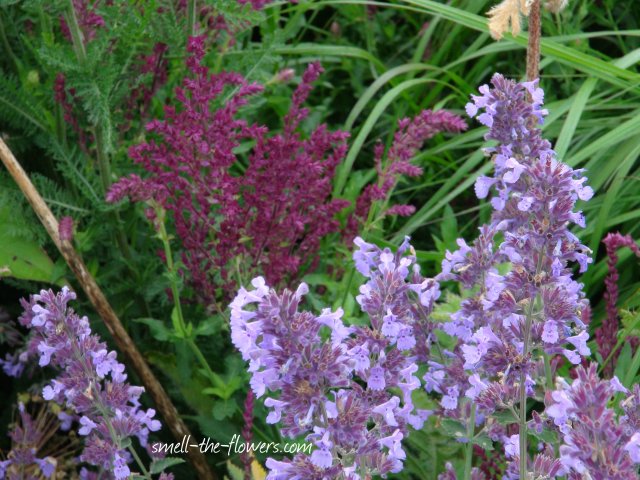 purple and lilac flowers