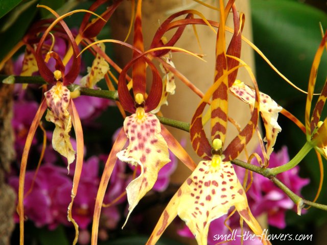 spider like yellow orchid
