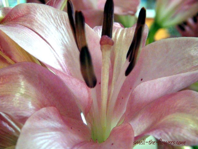 purple lily close up