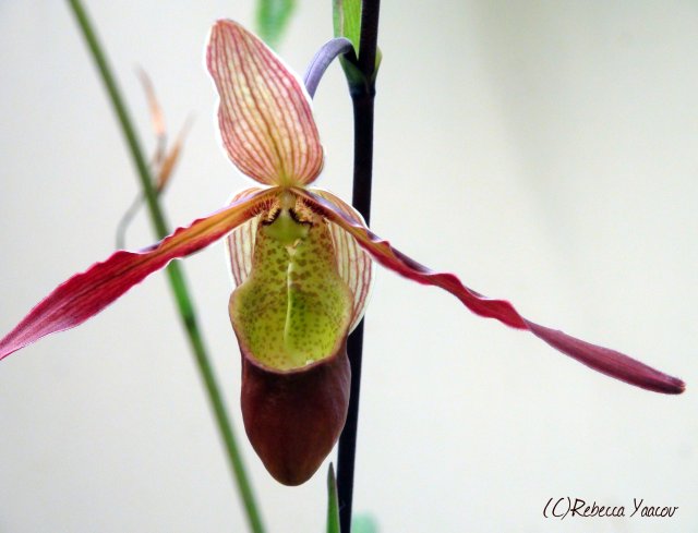 phragmipedium-orchid