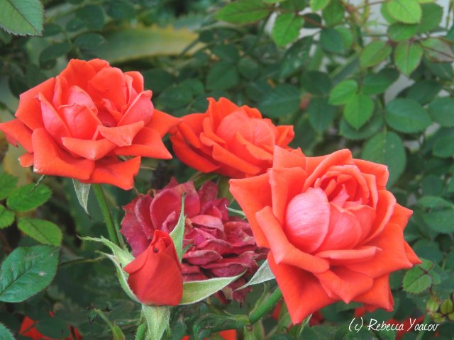 red-roses-bush