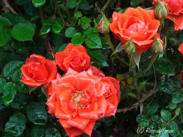 roses-with-morning-dew