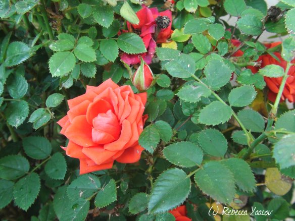 single-red-rose on a bush