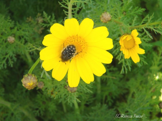 yellow daisy and a bug