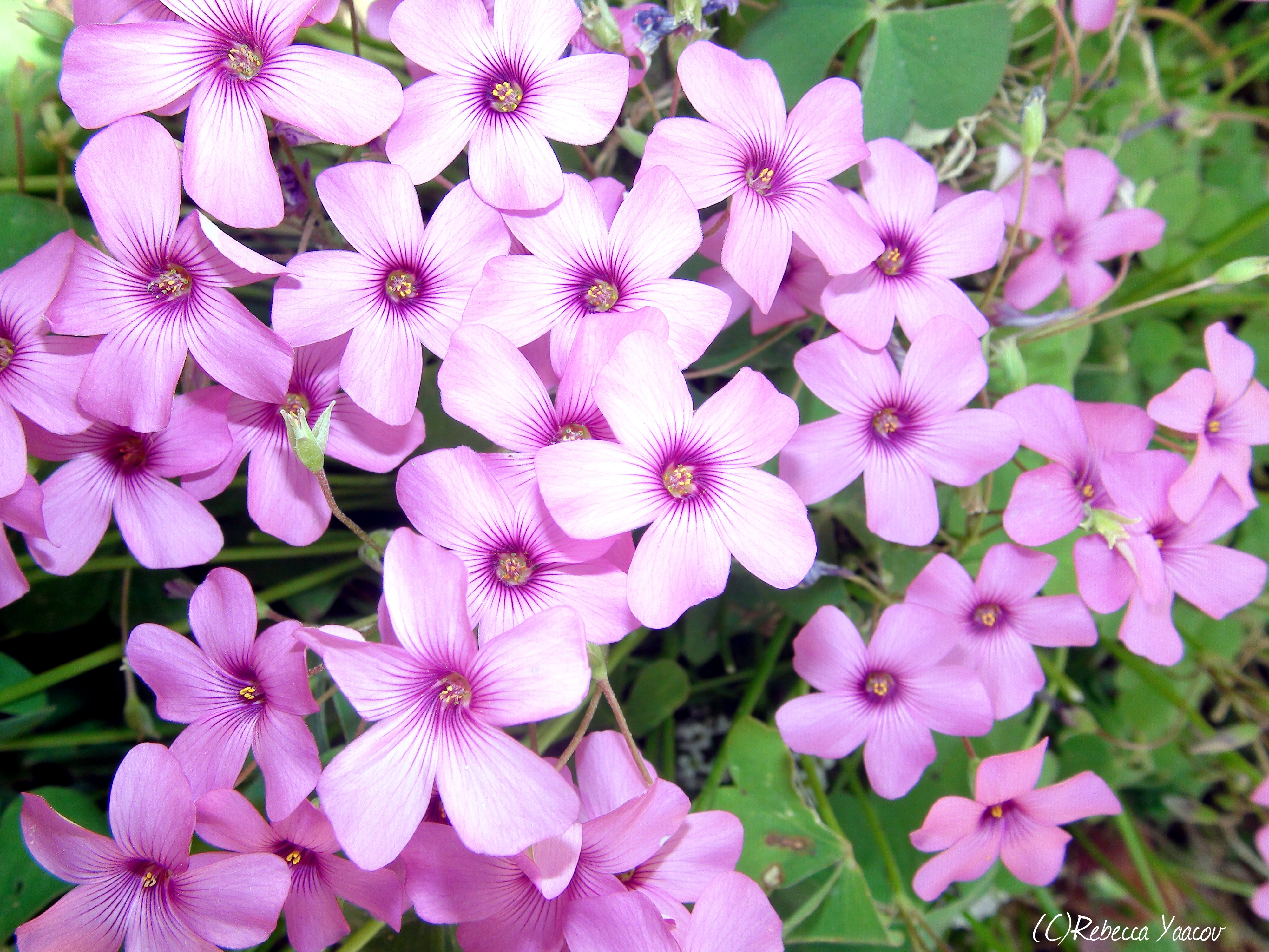 Light Purple Flowers Tumblr