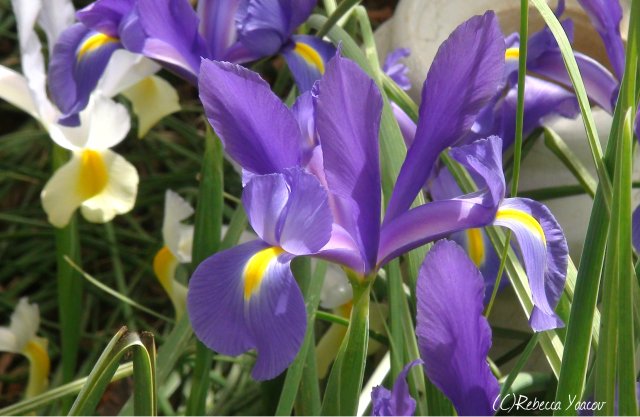 purple-iris