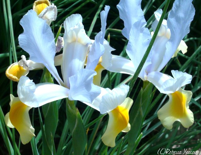 white-iris