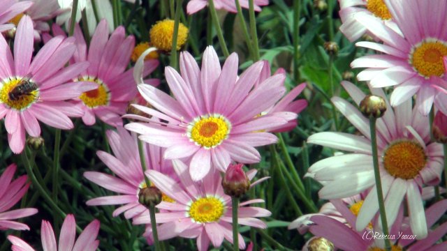 pink-daisy