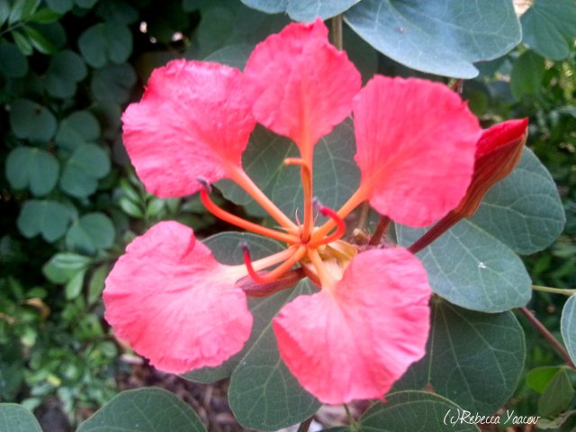 unusual red bloom