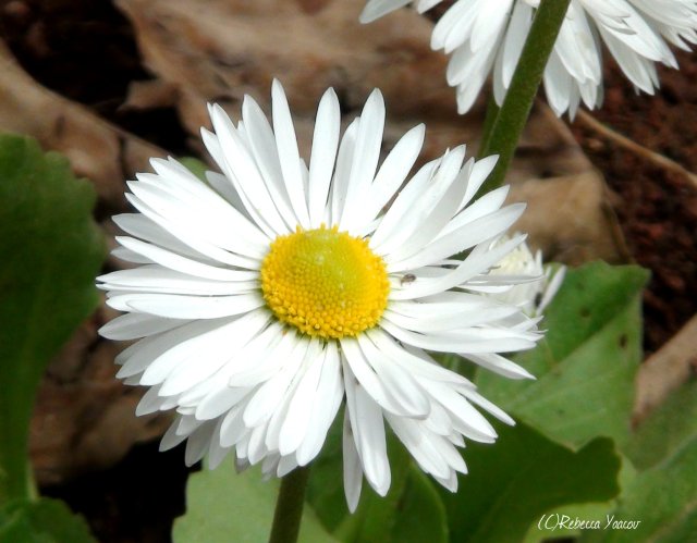big white daisy