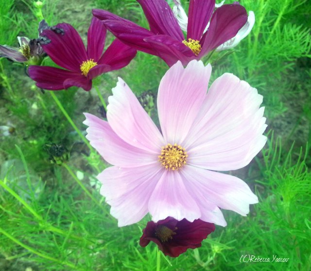 light-pink-flower