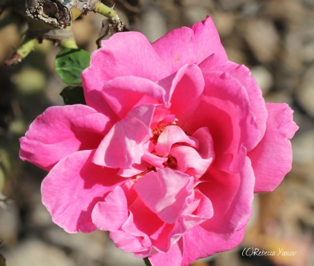 pink rose ramat hanadiv gardens