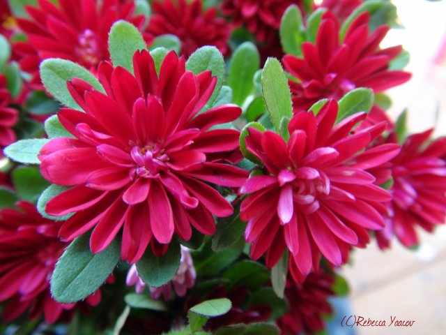 red-asters
