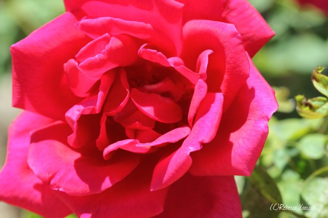 red rose ramat hanadiv gardens
