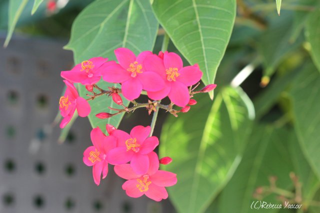 fuchsia color flowers