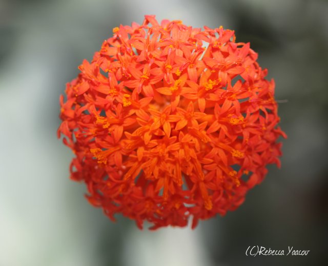 orange suculent flower