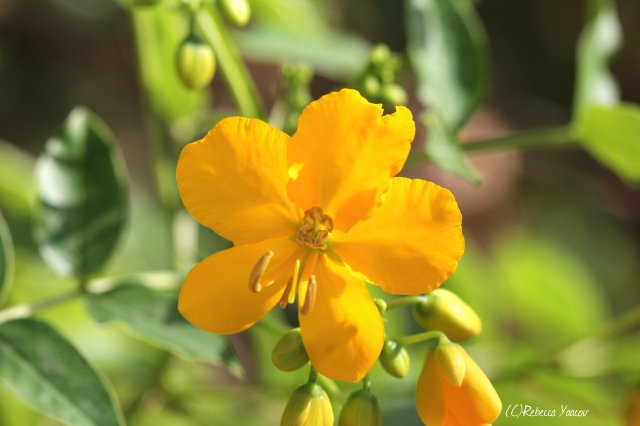 yellow-sunny-flowers