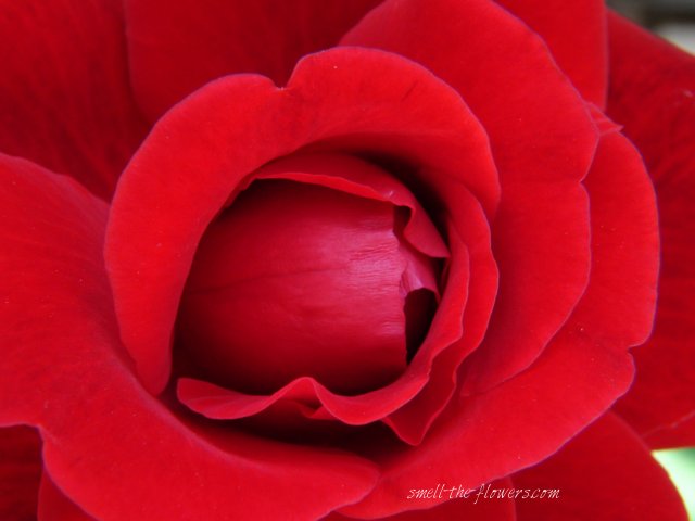 inside a red rose