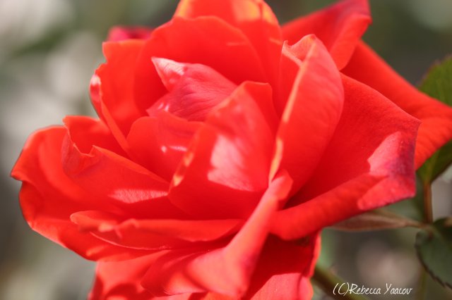 valentines red rose