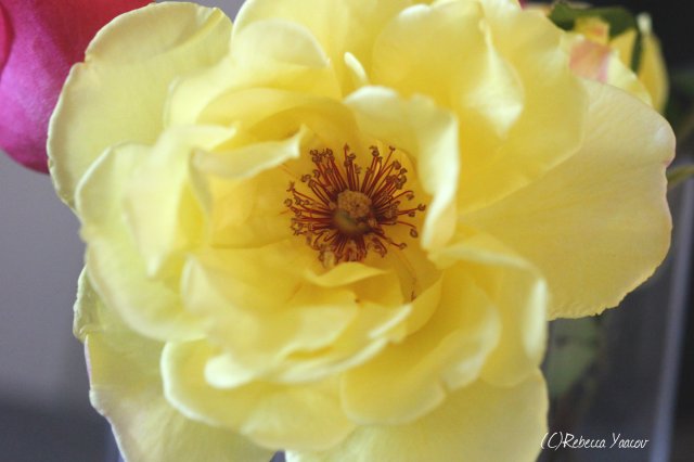 lovely-yellow-rose